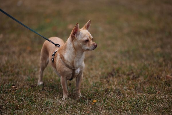 Die ultimativen ätherischen öle für die perfekte pflege von wolltextilien: effektive tipps und tricks für eine schonende behandlung