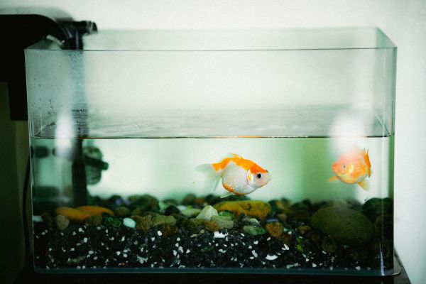 Optimaler heizungsratgeber für aquarium-besitzer: tipps für das wohlbefinden tropischer fische