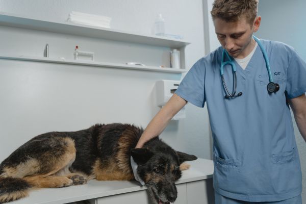 Warum sind regelmäßige Tierarztbesuche für Haustiere wichtig?